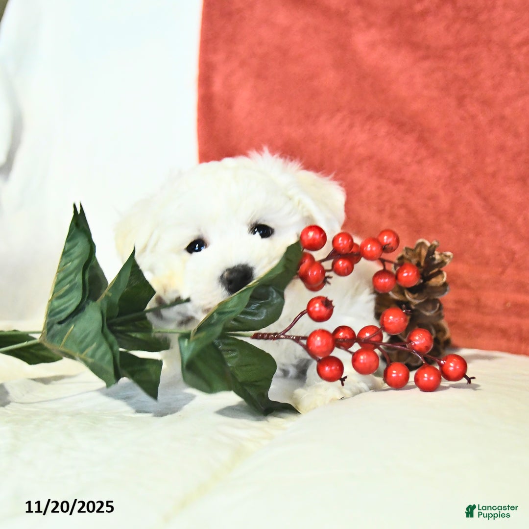 Bichon Frise dogs for sale: Leo - Ad 5