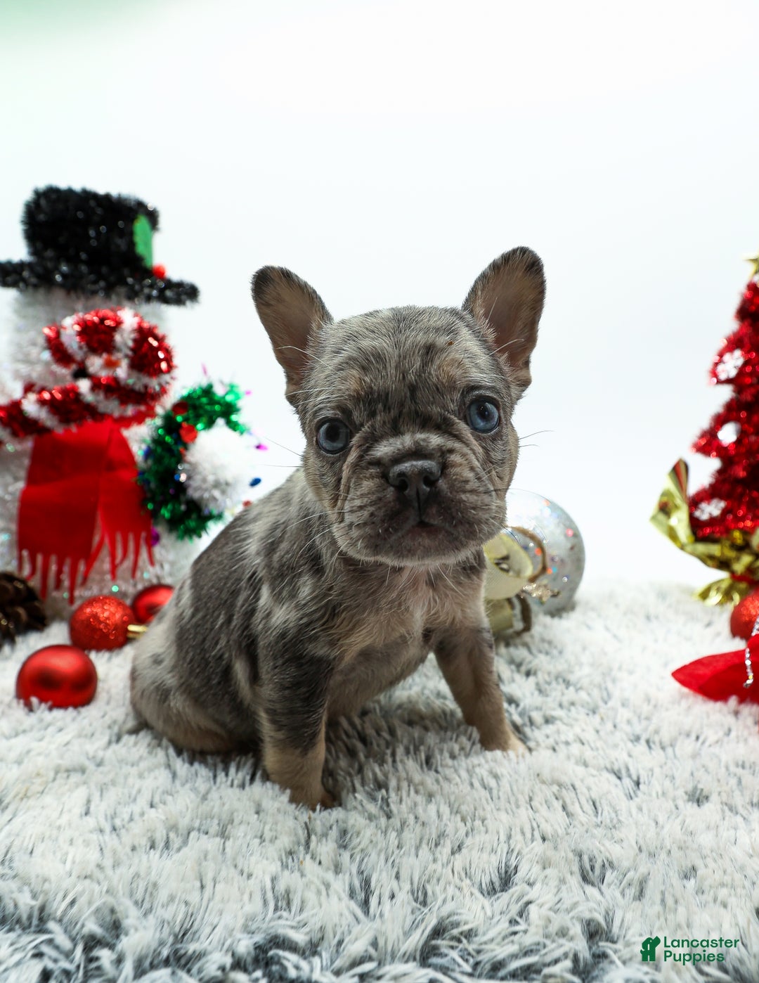 French Bulldog dogs for sale: Princess - Ad 3