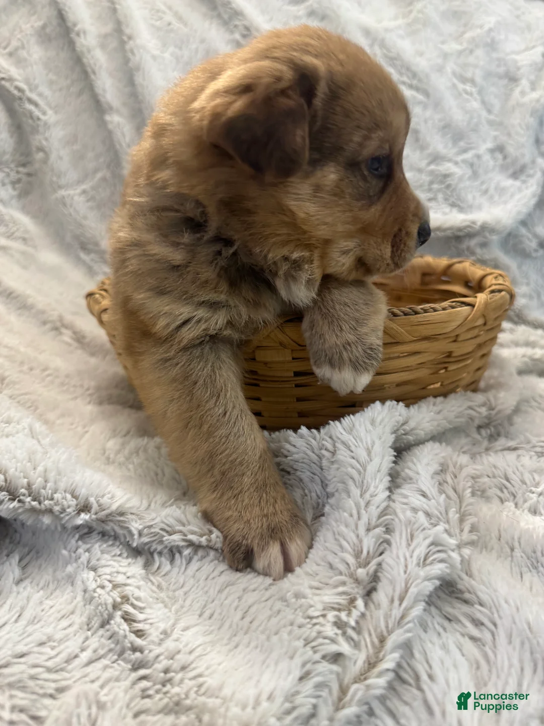 Mixed Breed dogs for sale: Frappé  - Ad 6