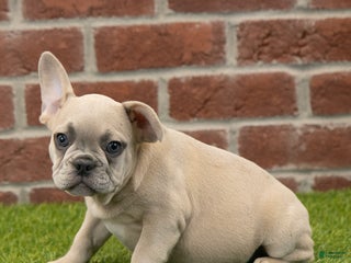 French Bulldog dogs - Ad 6