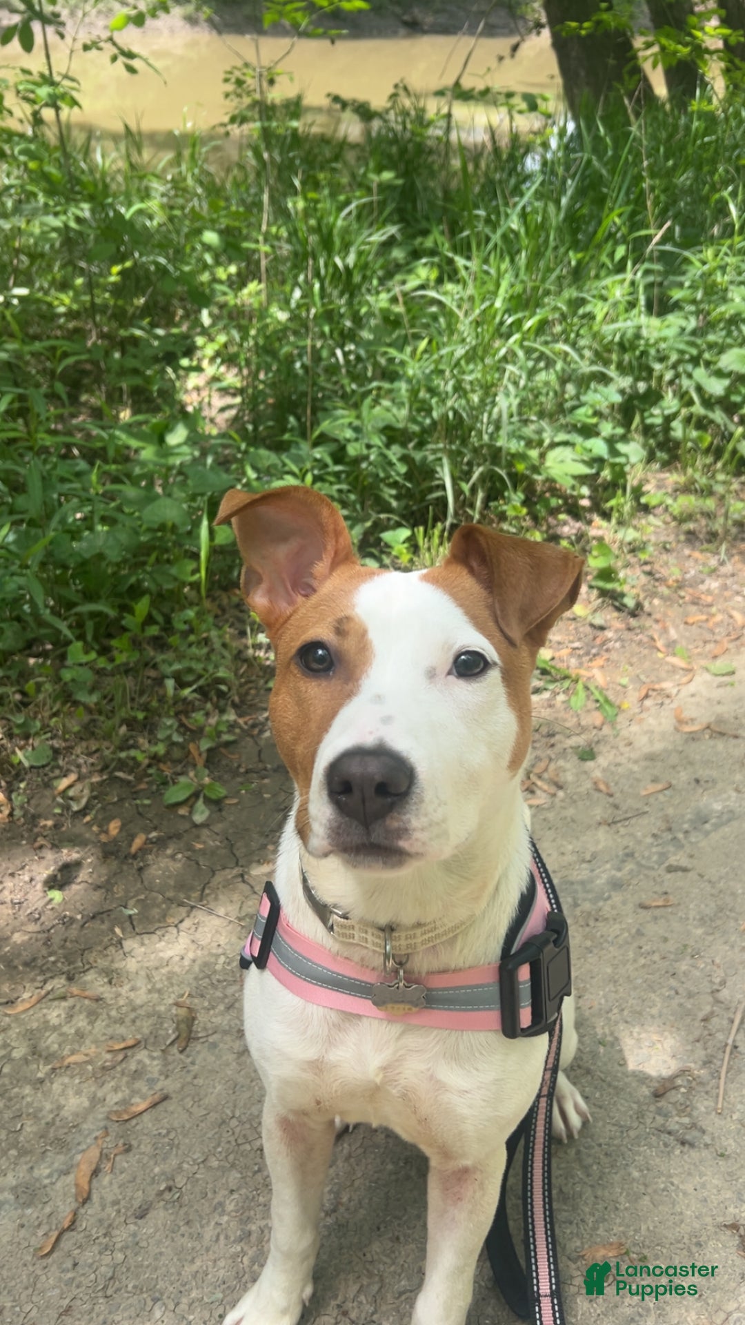 American Pit Bull Terrier dogs for sale: American Pit Bull Terrier Puppy 1 - Ad 3