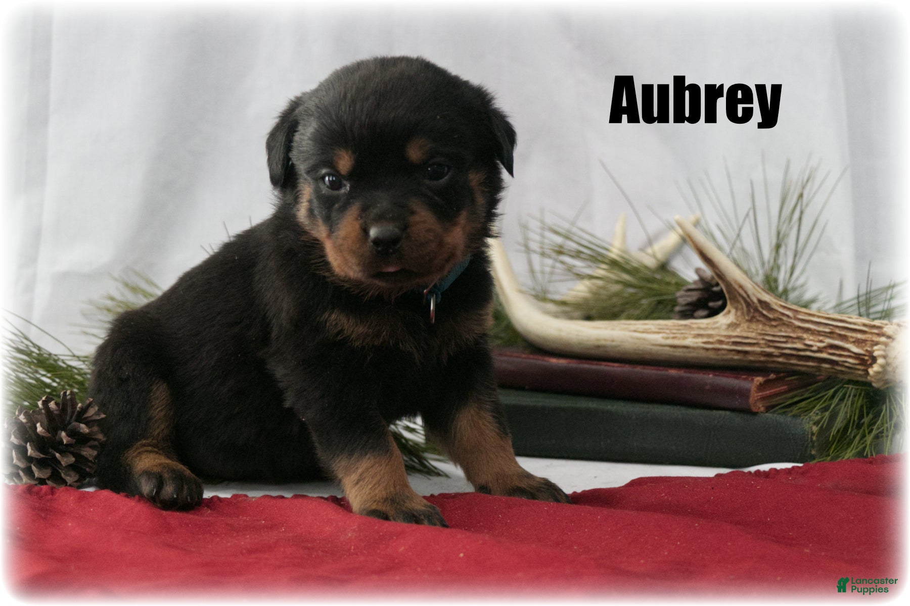 Rottweiler dogs Aubrey - Ad 12
