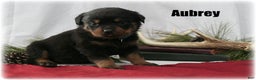 Rottweiler dogs for sale: Aubrey - Ad 1
