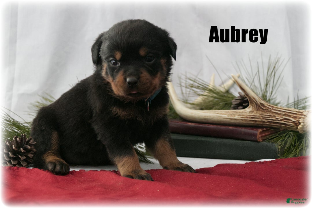 Rottweiler dogs for sale: Aubrey - Ad 1