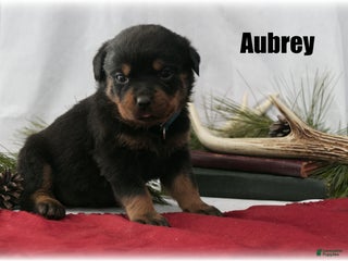 Rottweiler dogs Aubrey - Ad 12