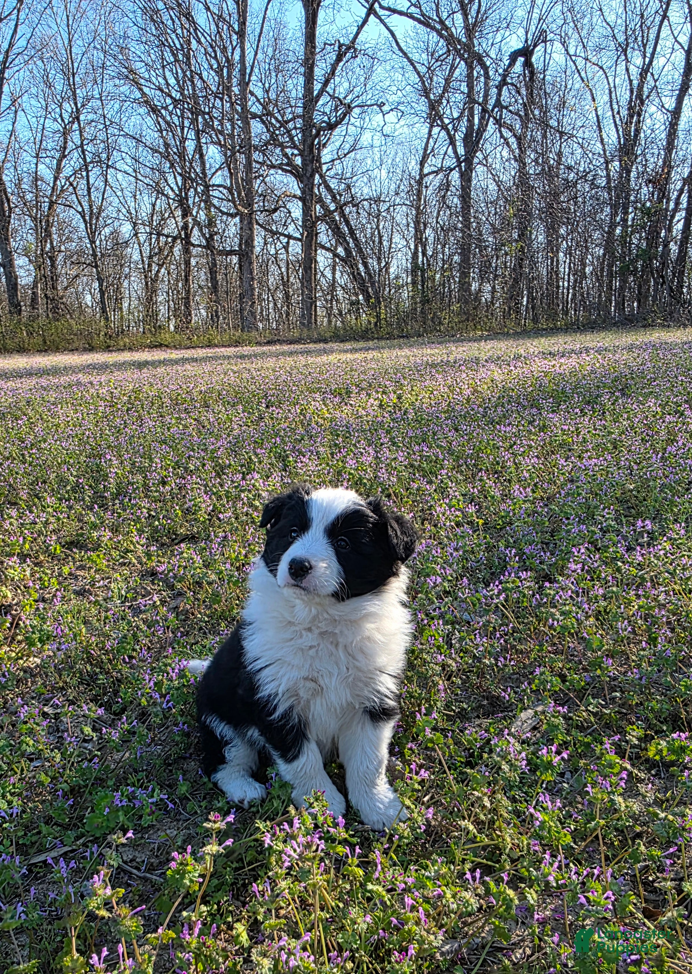 Border Collie dogs Border Collie Puppy 1 - Ad 1