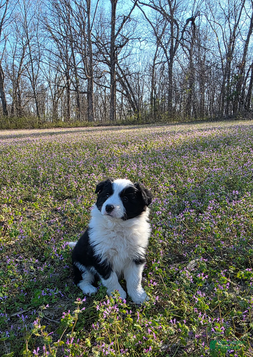 Border Collie dogs for sale: Border Collie Puppy 1 - Ad 1