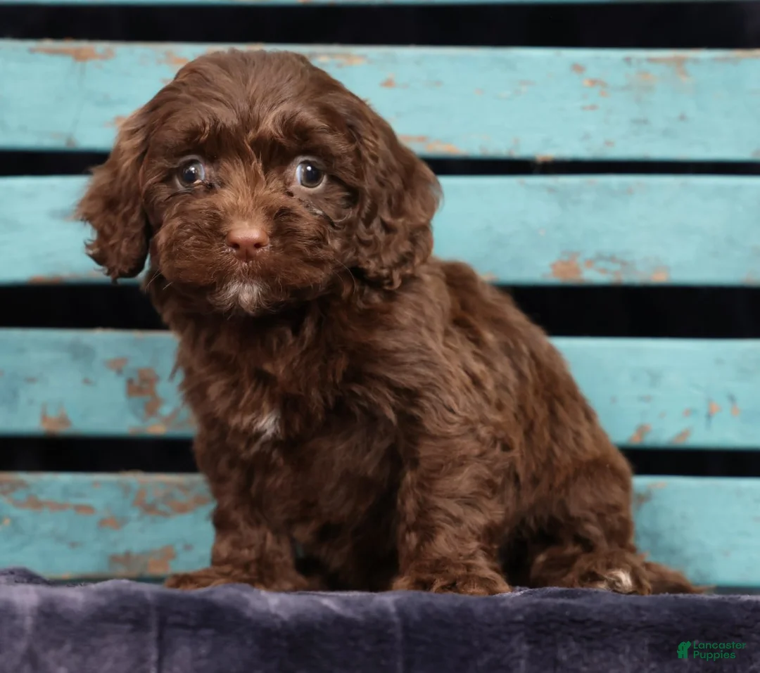 Cavapoo dogs for sale: Carson - Ad 1