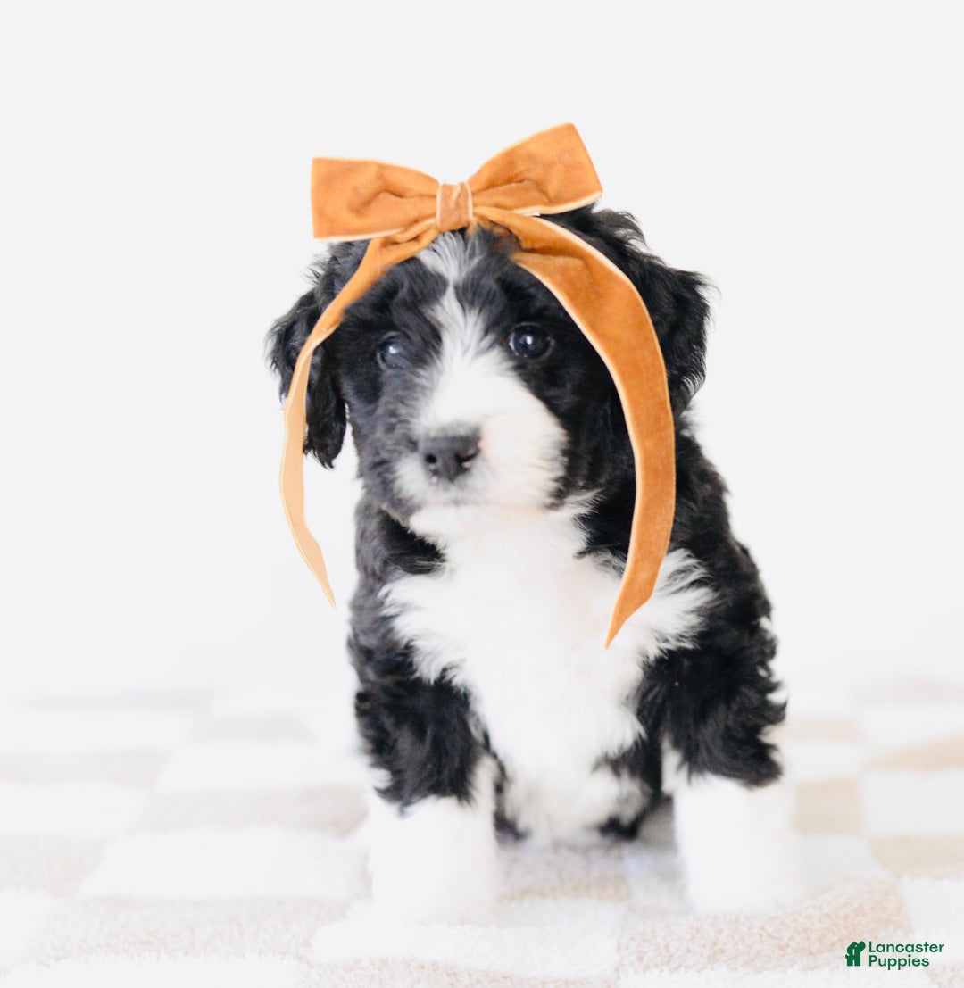 Bernedoodle dogs for sale: Cozy - Ad 2