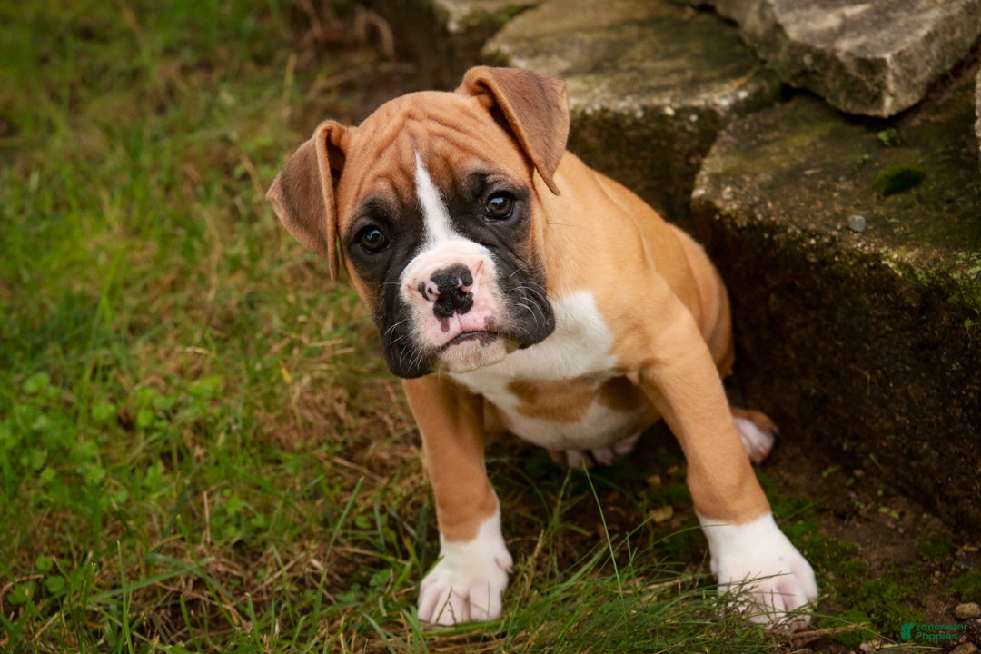 Boxer dogs Dirk - Ad 1