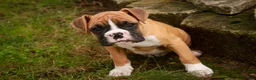Boxer dogs for sale: Dirk - Ad 1