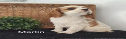 Cavalier King Charles Spaniel dogs for sale: Marlin  - Ad 4