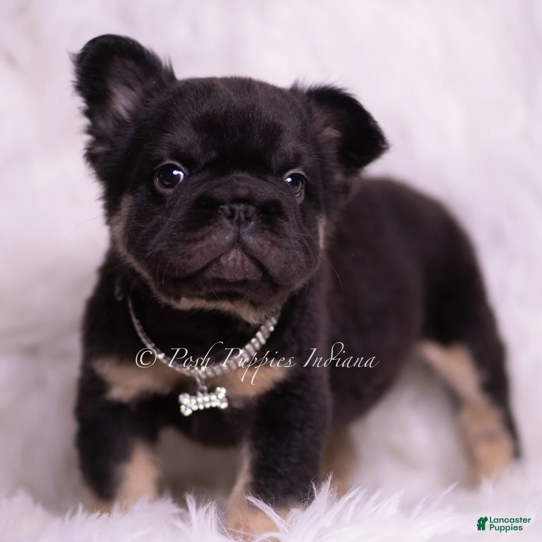 French Bulldog dogs for sale: Pixel - Ad 5