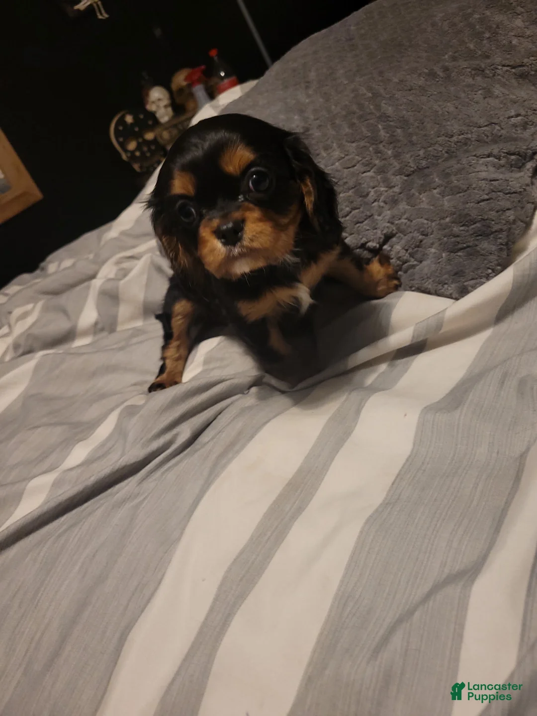 Cavalier King Charles Spaniel dogs for sale: Sebastian - Ad 4
