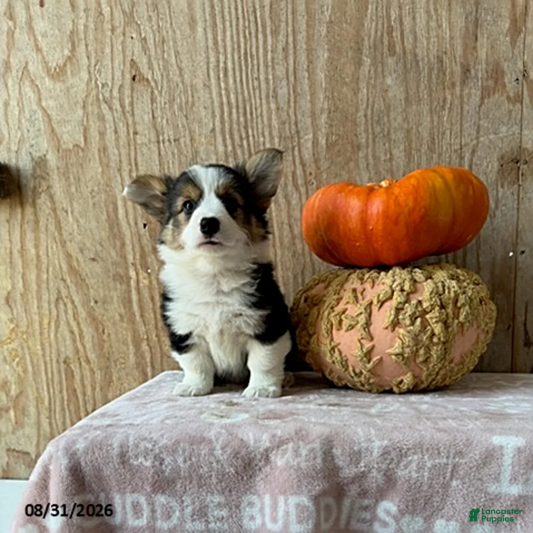 Welsh Corgi Pembroke dogs for sale: Eddie - Ad 1
