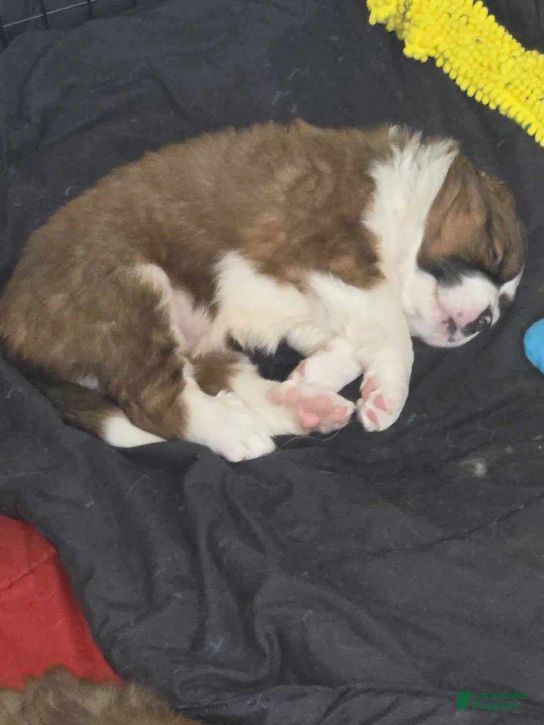 Mixed Breed dogs for sale: Zues - Ad 38