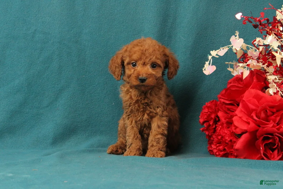 Mini Goldendoodle dogs for sale: October - Ad 2