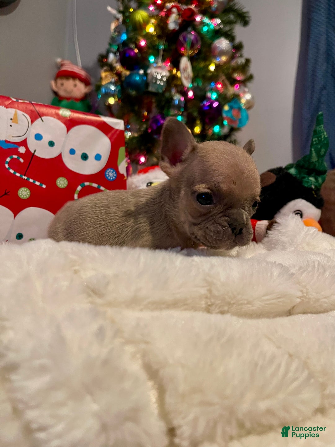 French Bulldog dogs for sale: Jujube  - Ad 1