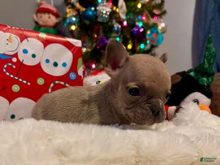 French Bulldog dogs Jujube - Ad 6