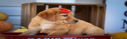 Labrador Retriever dogs for sale: NAOMI - Ad 6