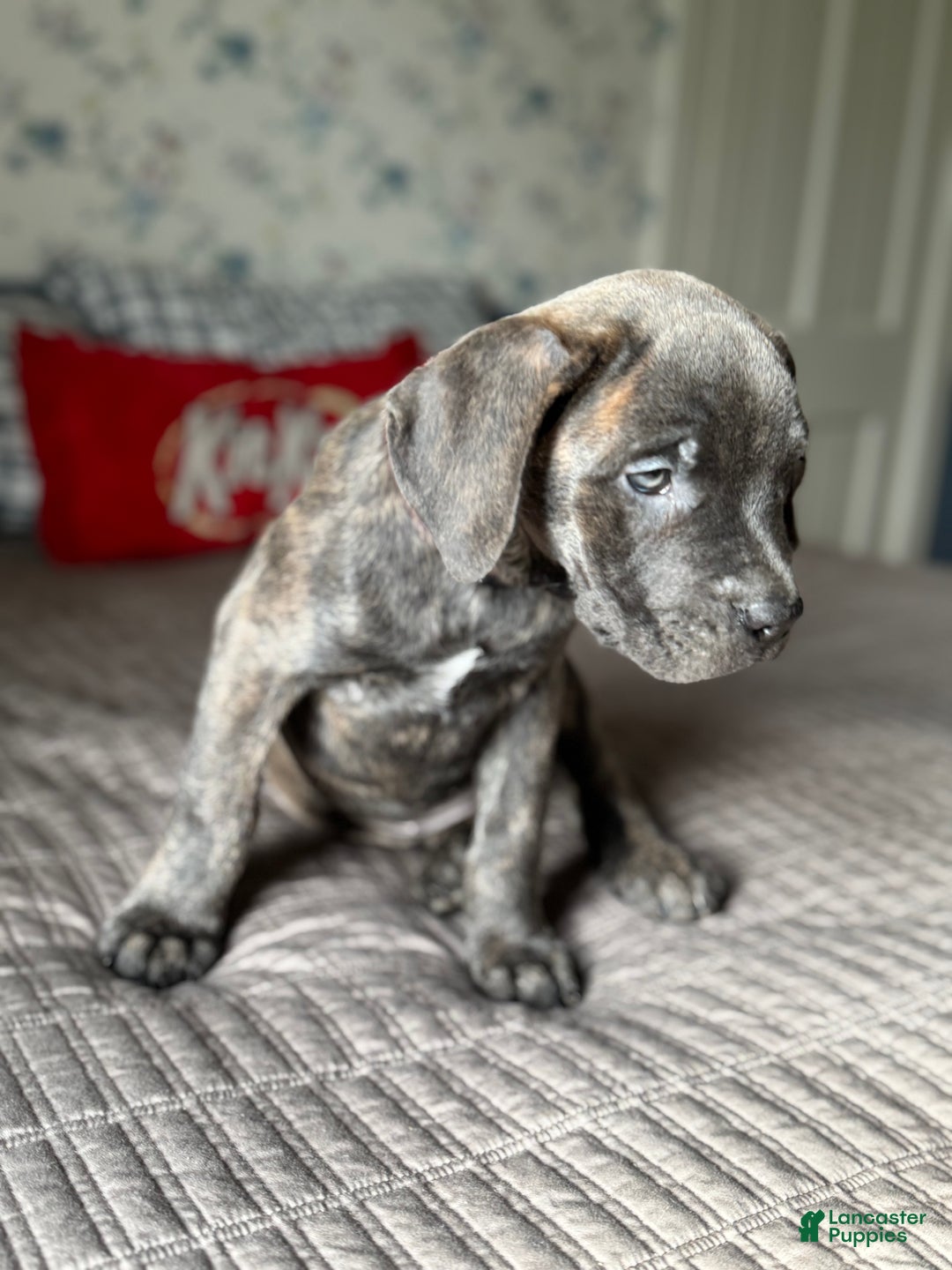 Cane Corso dogs for sale: Stormii - Ad 16