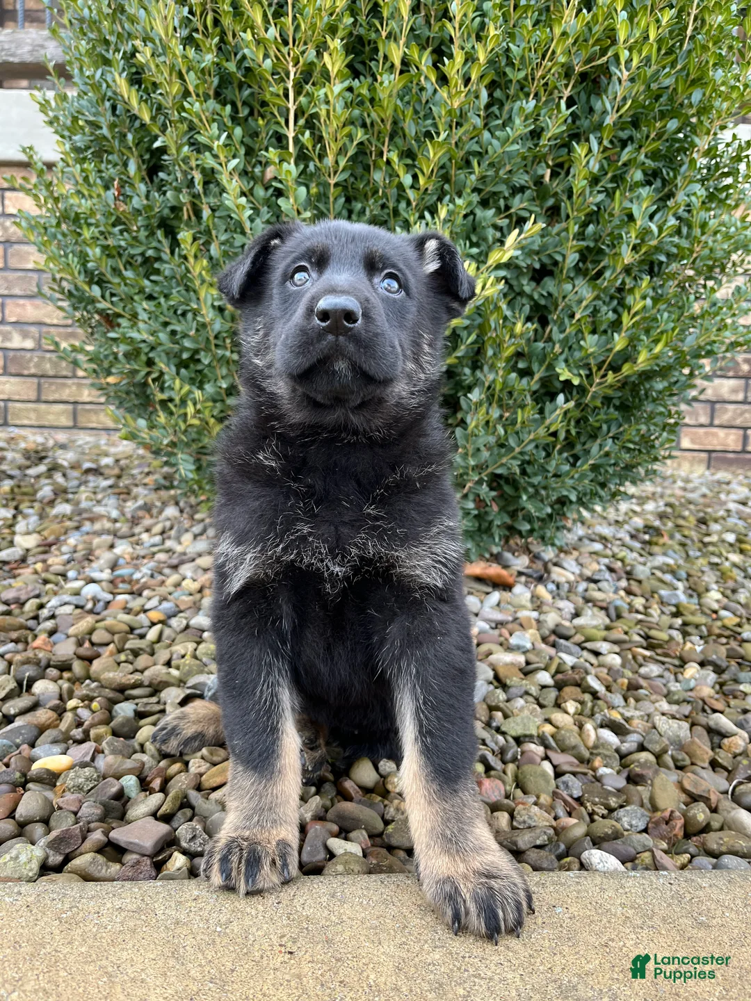 German Shepherd dogs for sale: Jayda - Ad 3
