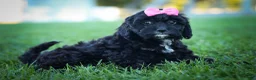 Cavapoo dogs for sale: BELLA - Ad 9