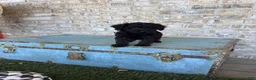 Miniature Labradoodle dogs for sale: Bonnie - Ad 5