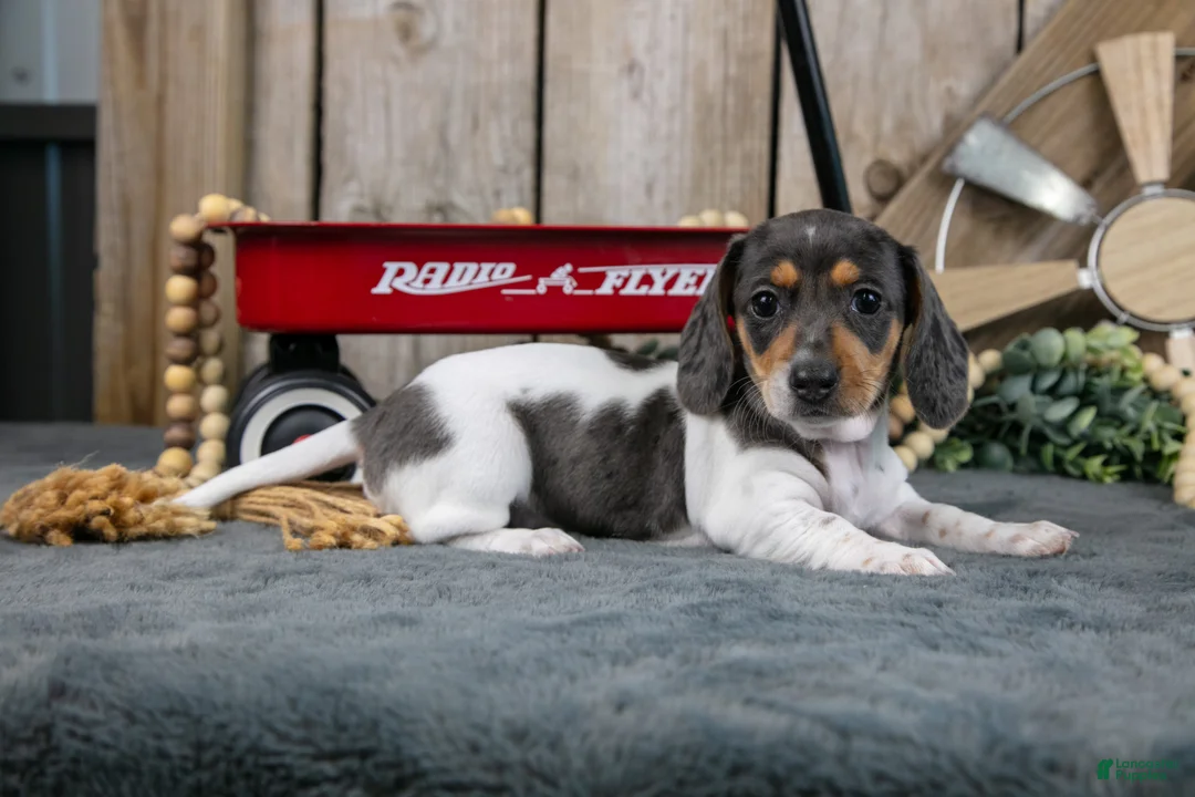 Miniature Dachshund dogs for sale: Greta - Ad 2