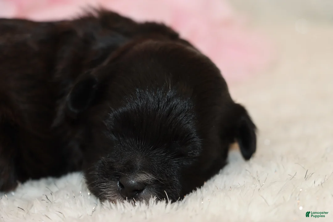 Shihpoo dogs for sale: Mary - Ad 2