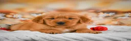 Golden Retriever dogs for sale: Cash - Ad 8