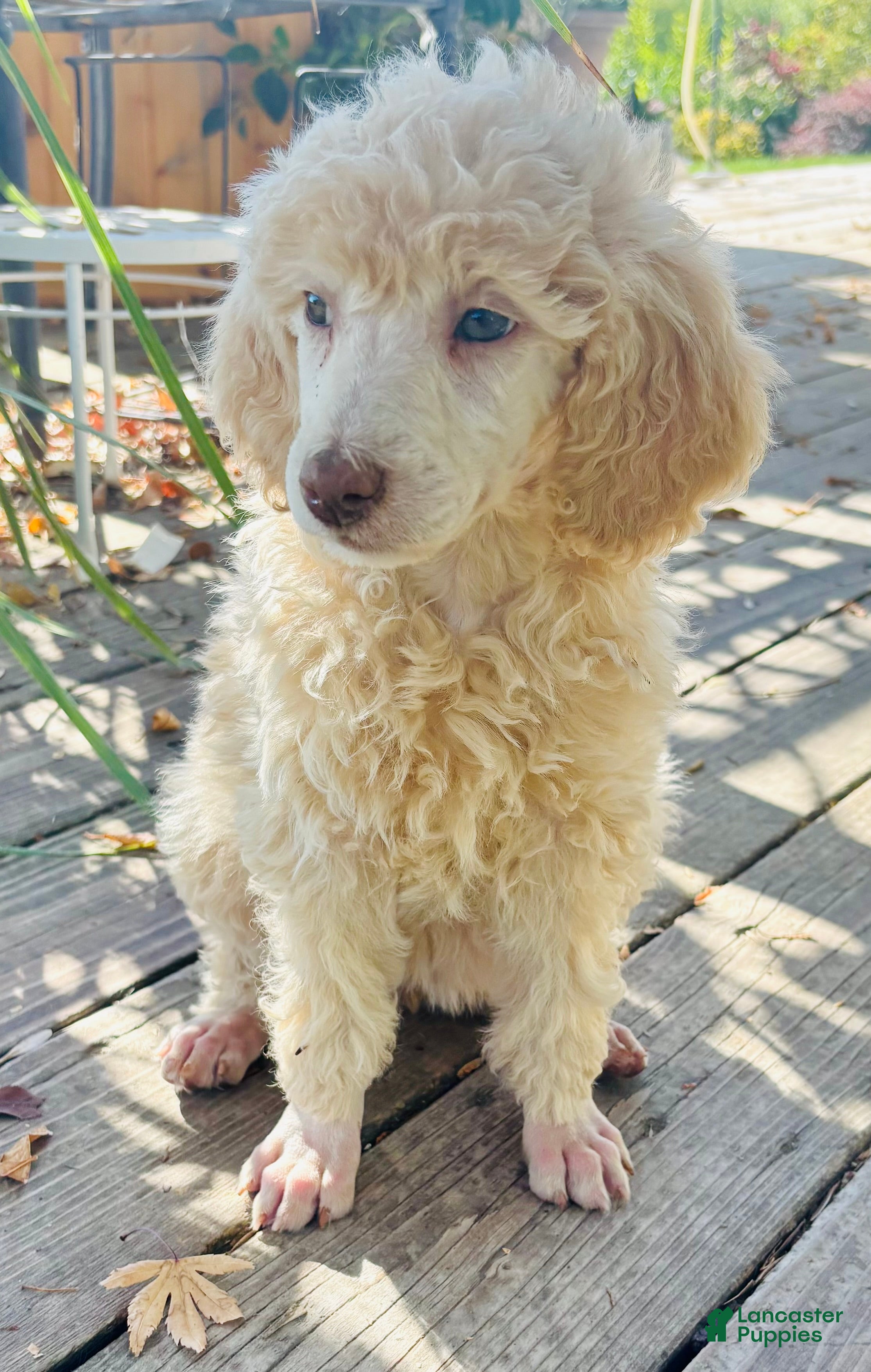 Standard Poodle dogs Standard Poodle 13 Cream - Ad 2