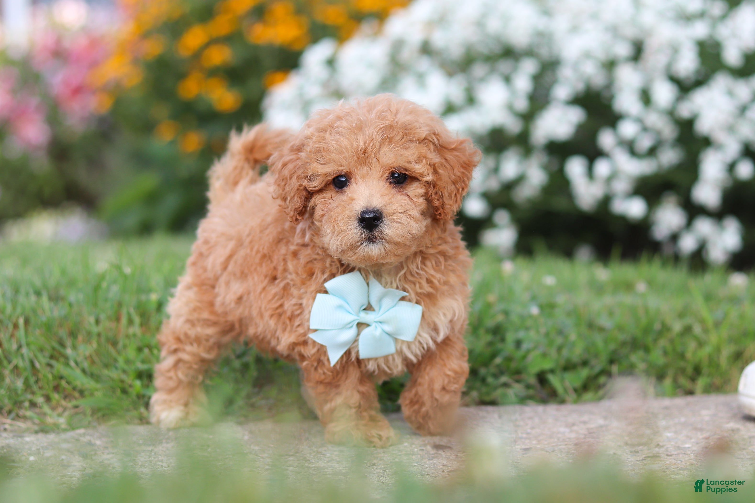 Maltipoo dogs Blake - Ad 2