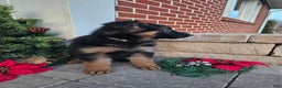 German Shepherd dogs for sale: Rocky - Ad 2