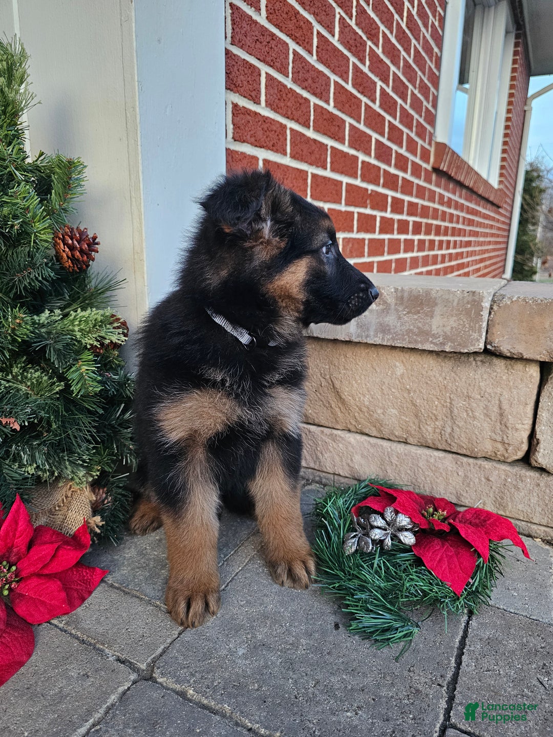 German Shepherd dogs for sale: Rocky - Ad 2