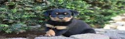 Rottweiler dogs for sale: Louise - Ad 2