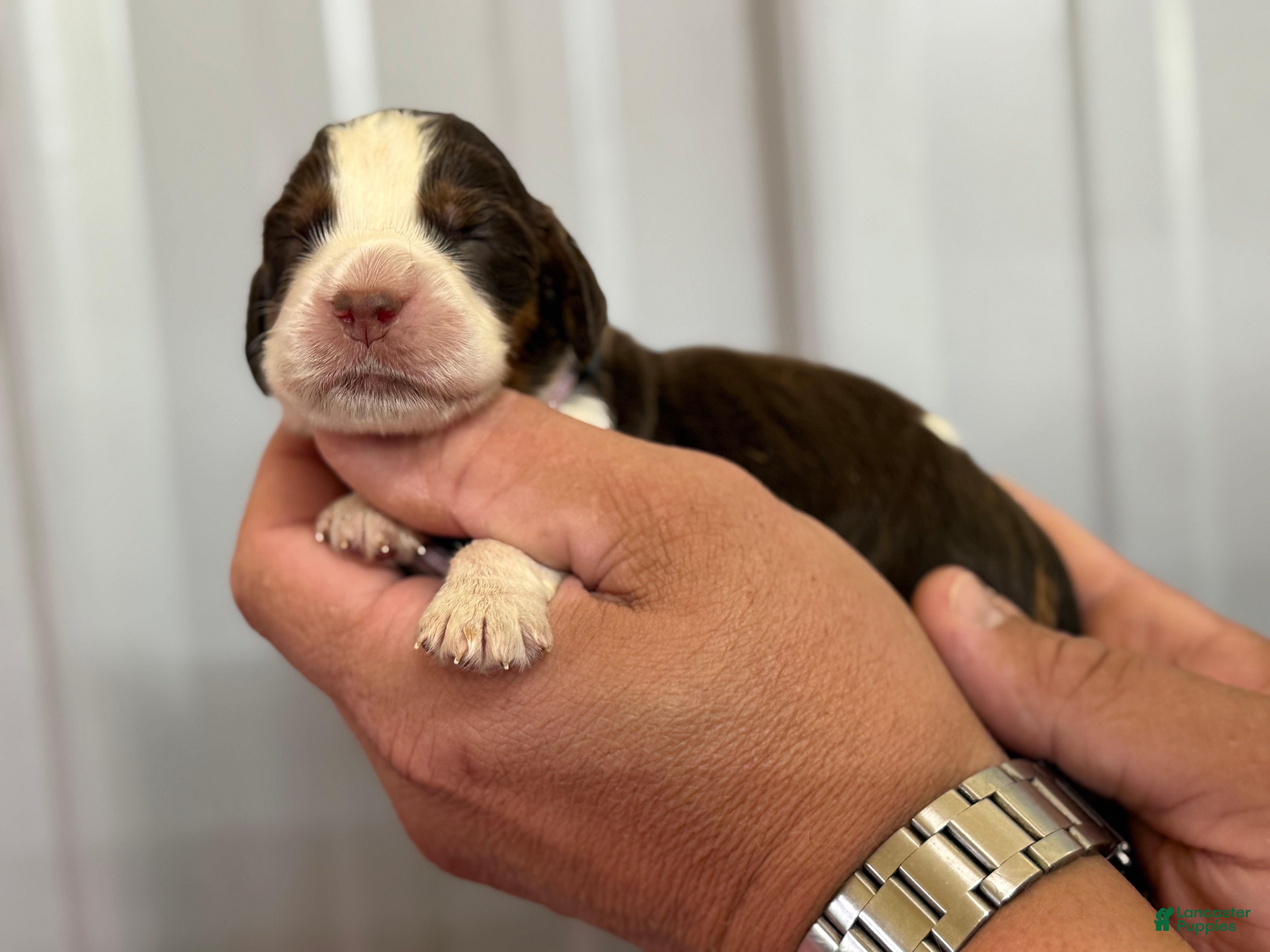 English Springer Spaniel dogs Surf  - Ad 2