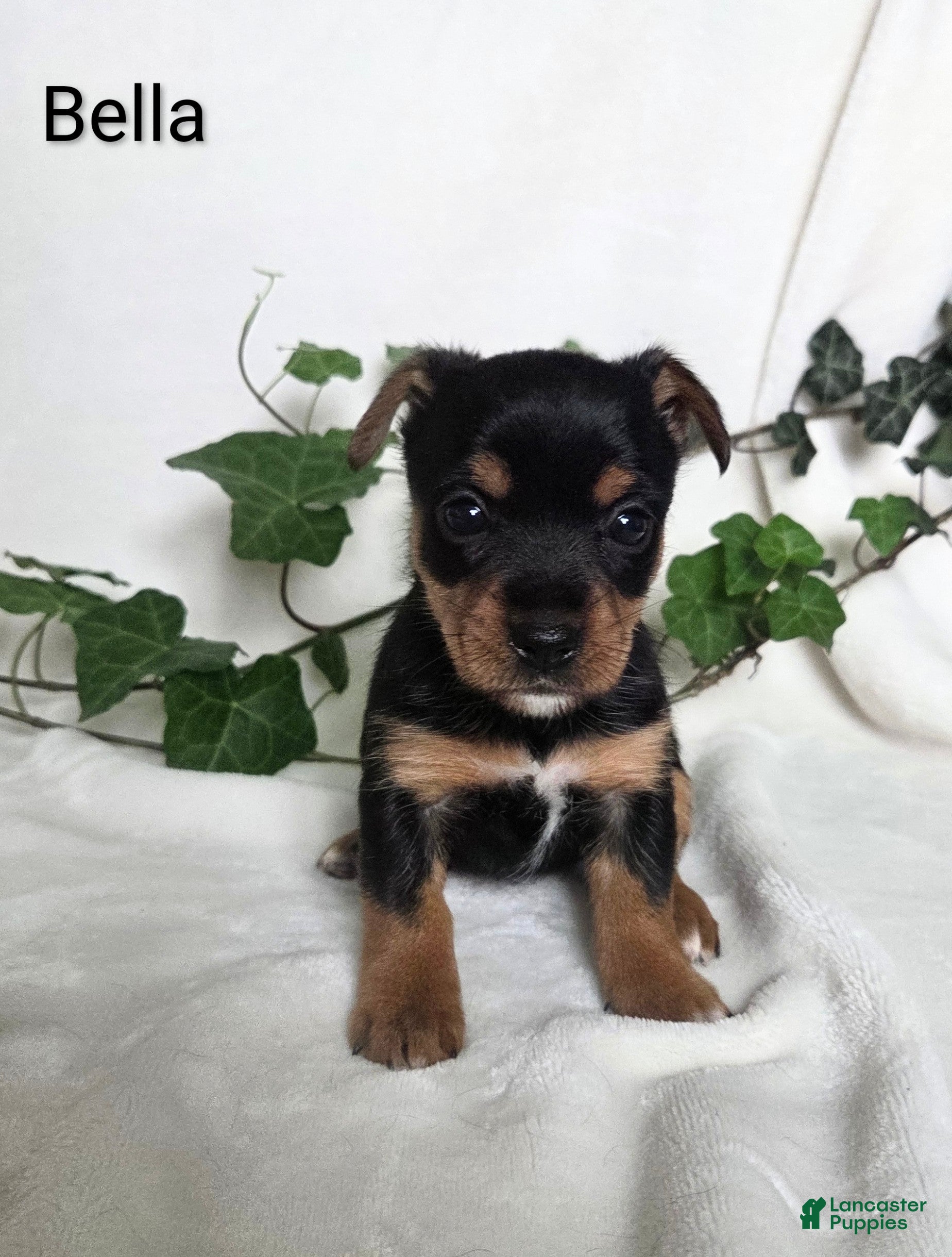 Mixed Breed dogs Bella - Ad 41