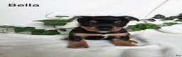 Mixed Breed dogs for sale: Bella - Ad 1