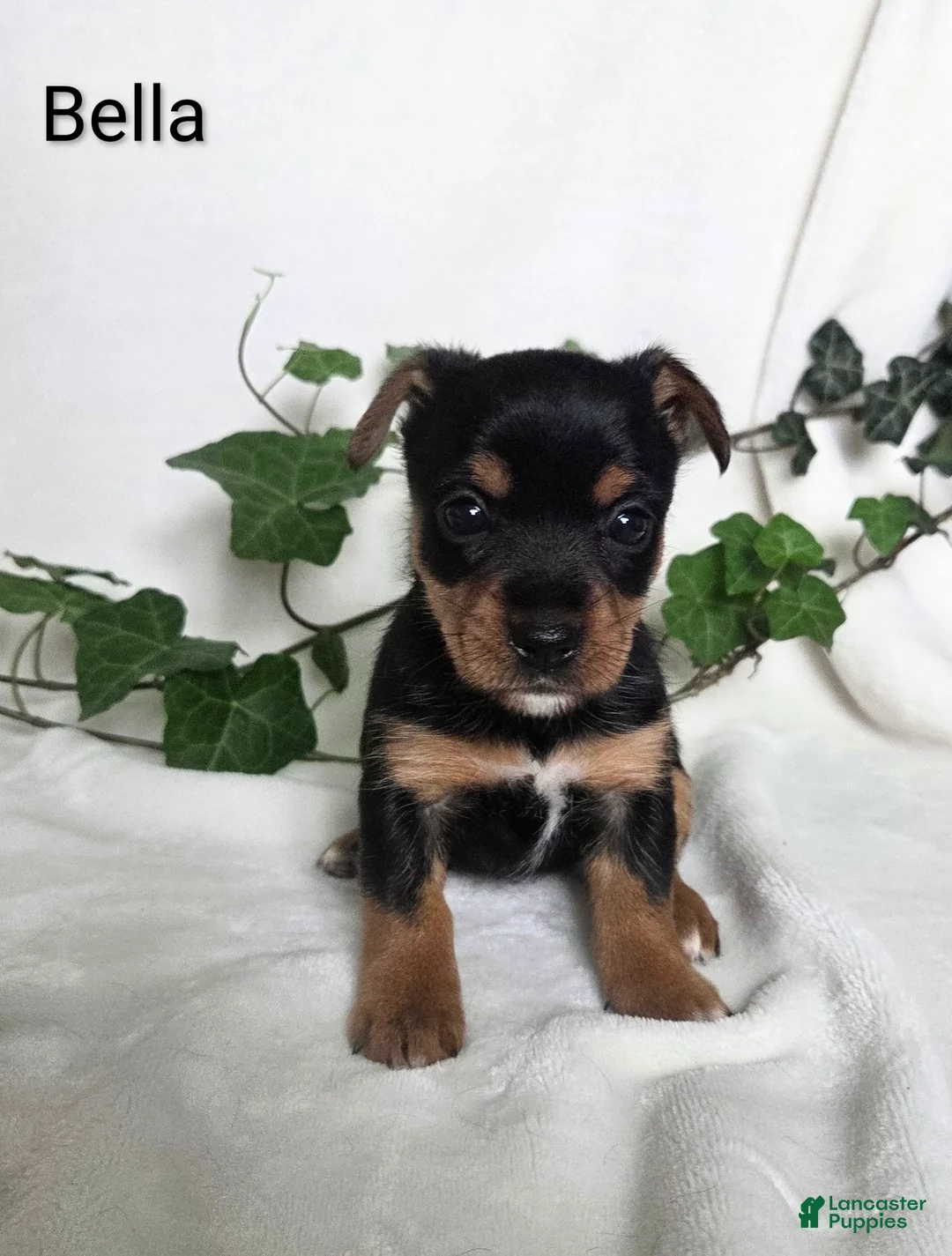 Mixed Breed dogs for sale: Bella - Ad 1