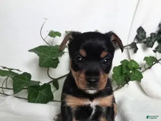 Mixed Breed dogs Bella - Ad 41