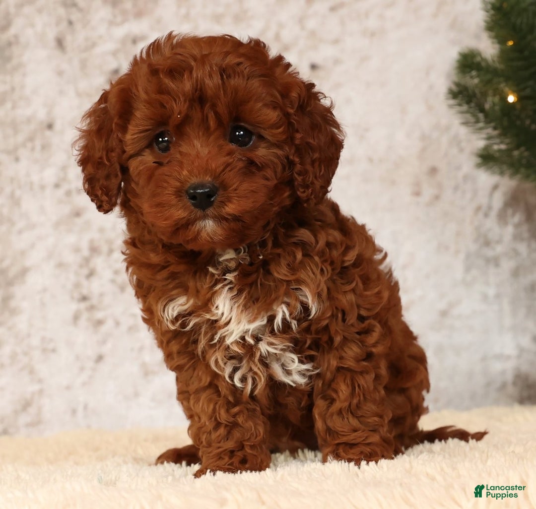 Cavapoo dogs for sale: Nick - Ad 3