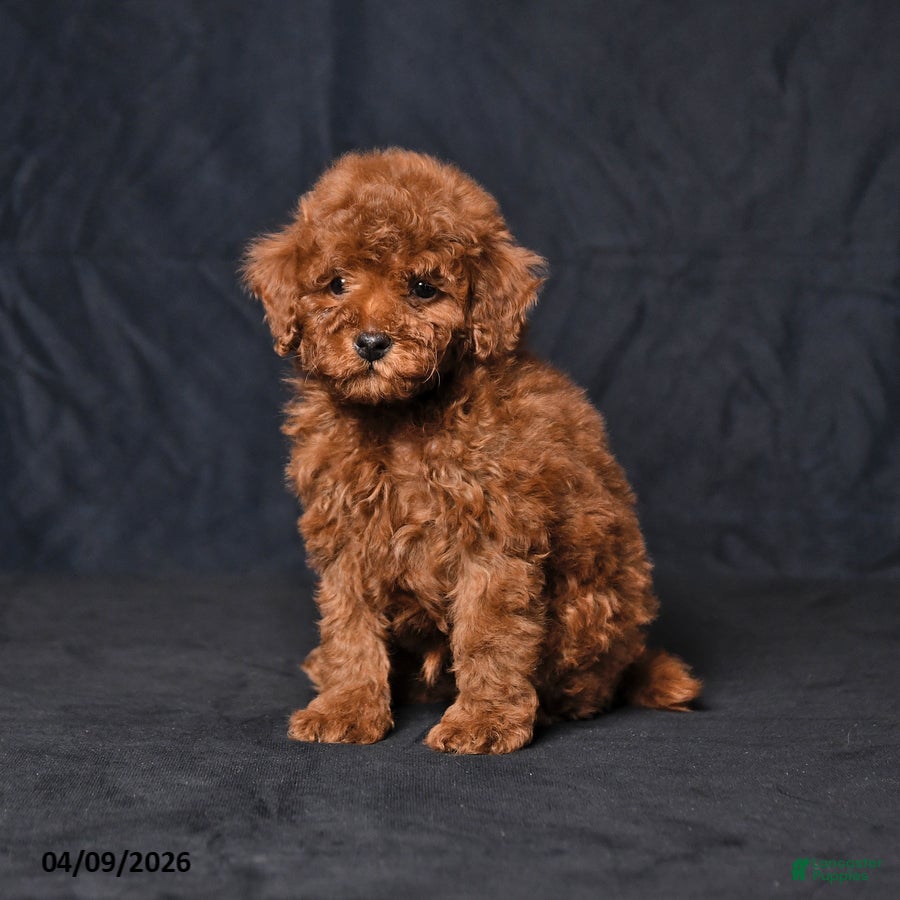 Toy Poodle dogs Wyatt - Ad 1