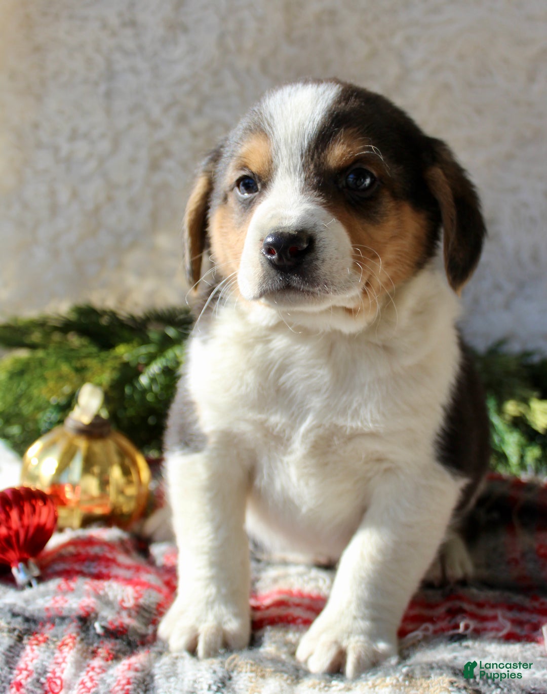 Mixed Breed dogs for sale: George - Ad 7