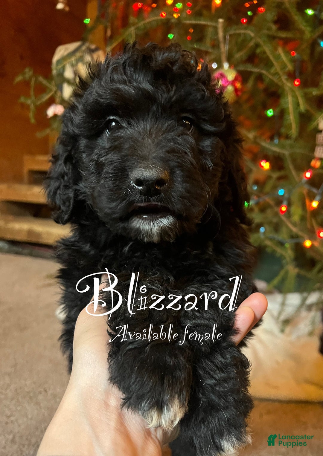 Mixed Breed dogs for sale: Blizzard - Ad 1