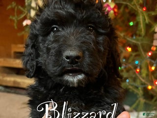 Mixed Breed dogs Blizzard - Ad 35