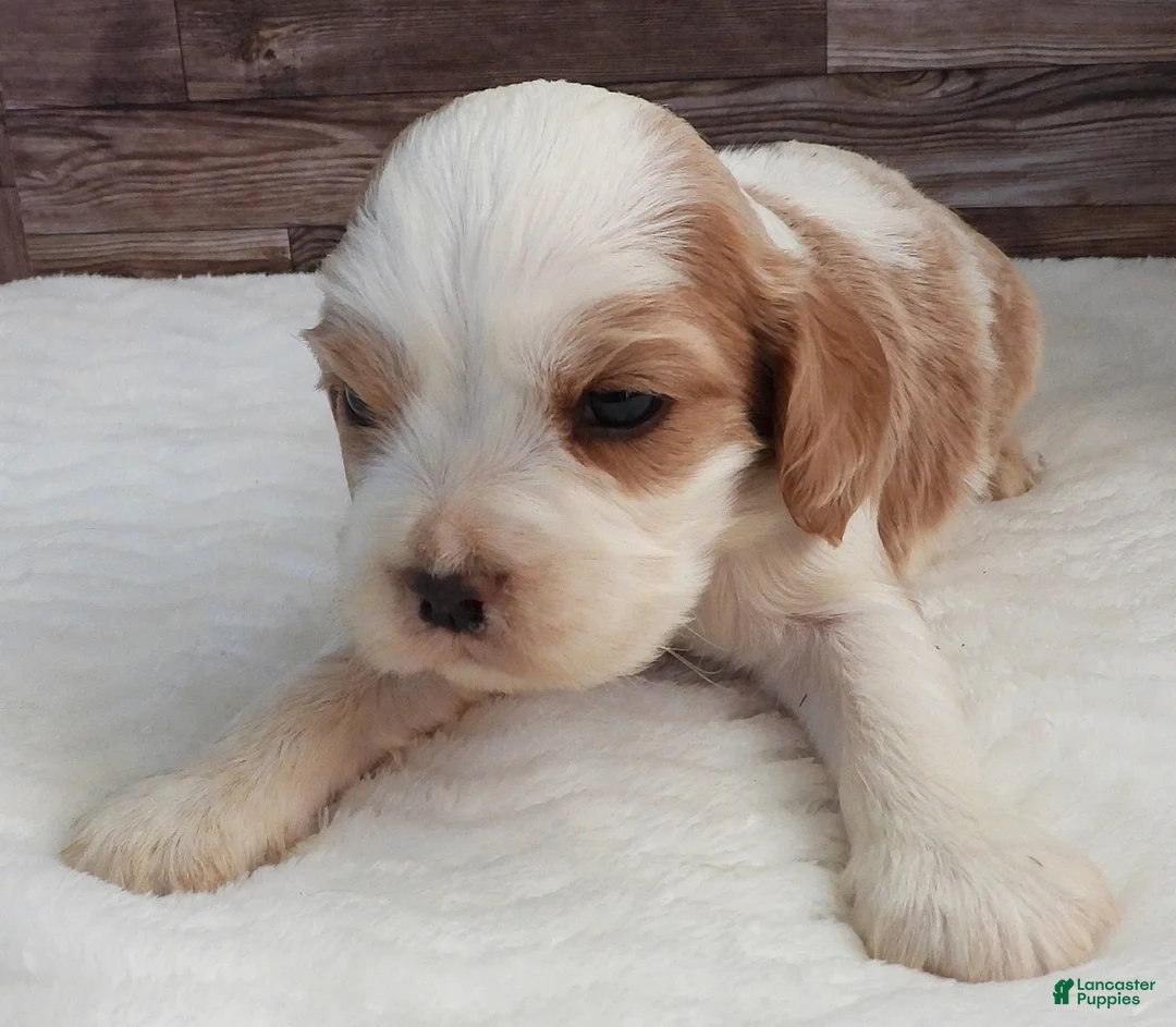 Mixed Breed dogs for sale: Cockalier #3 Male - Ad 2