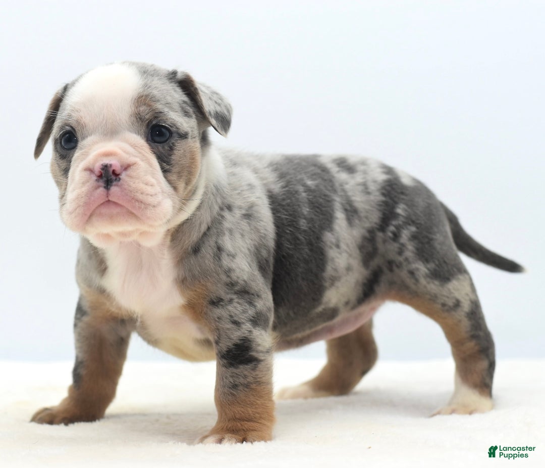 Mixed Breed dogs for sale: Aqua blue koi  - Ad 10