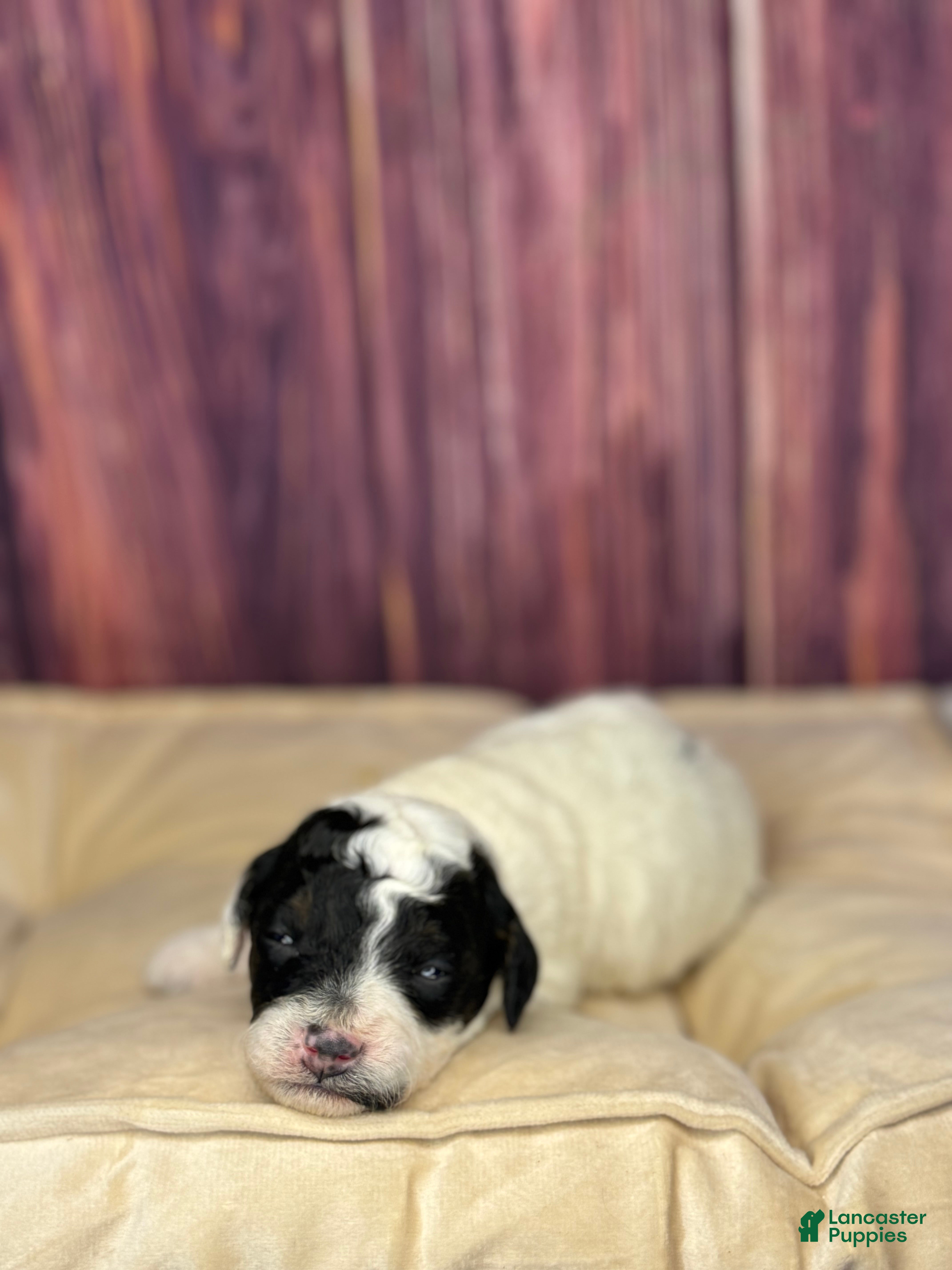 Miniature Poodle dogs Mr . Mustache  - Ad 11