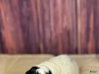 Miniature Poodle dogs Mr . Mustache - Ad 11